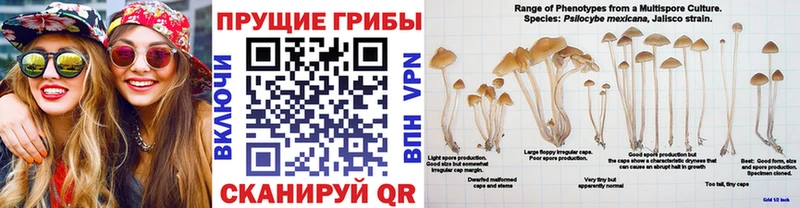 Галлюциногенные грибы MAGIC MUSHROOMS  Михайловск 
